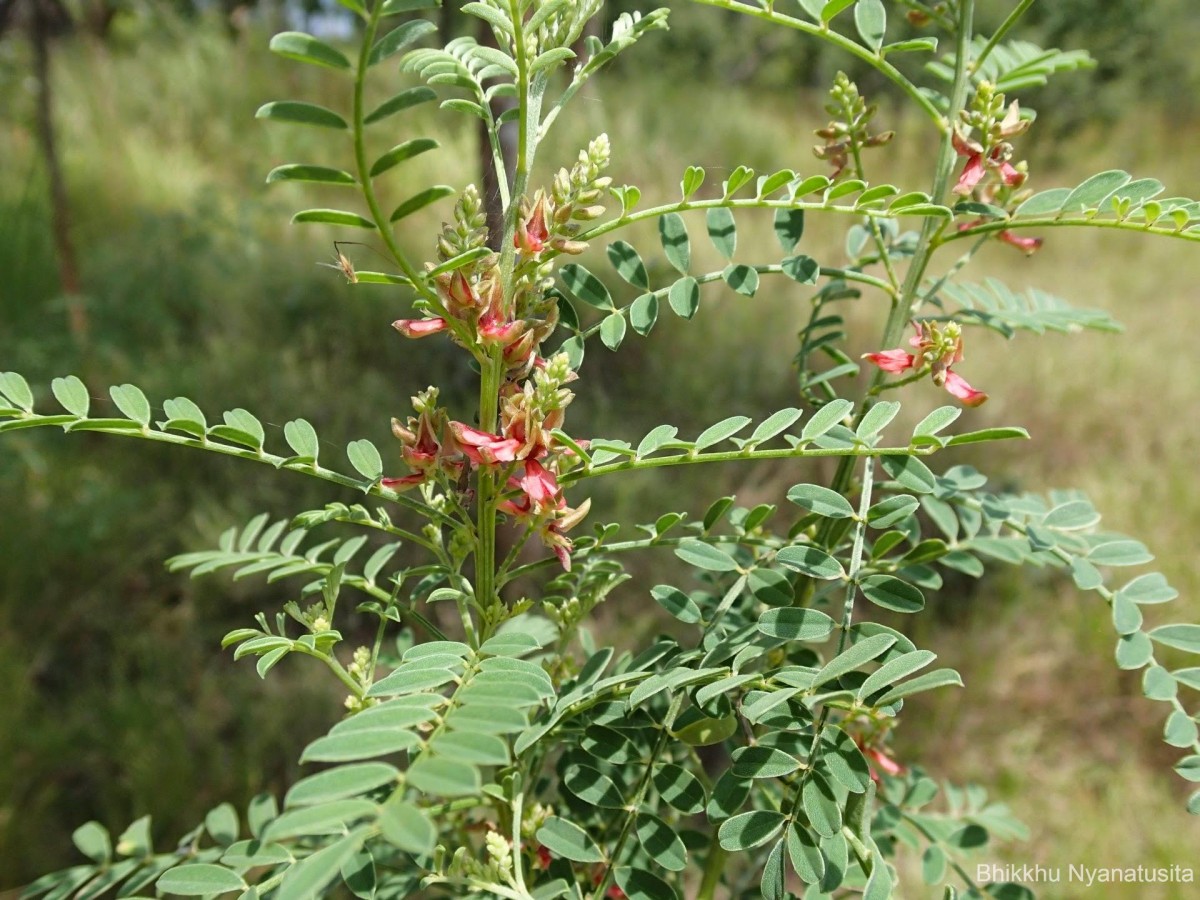 Indigofera wightii Graham ex Wight & Arn.